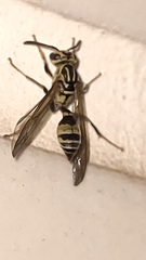 Polybia fastidiosuscula