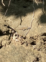 Aspidoscelis motaguae