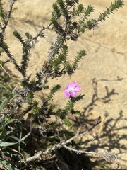 Linanthus californicus