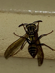 Polybia fastidiosuscula