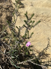 Linanthus californicus