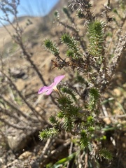 Linanthus californicus