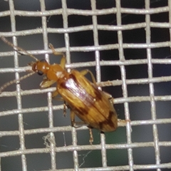 Coleoptera