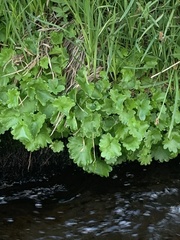 Micranthes odontoloma