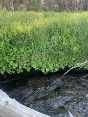 Micranthes odontoloma