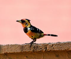 Trachyphonus vaillantii