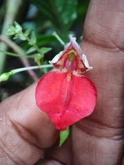 Impatiens platyadena