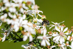 Lasioglossum coriaceum
