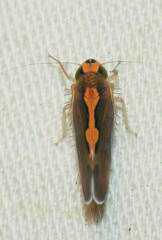 Metacephalus