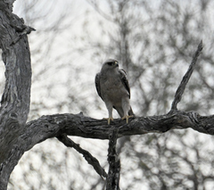 Hieraaetus wahlbergi