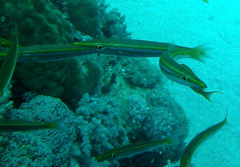 Sphyraena flavicauda