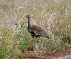Eupodotis ruficrista