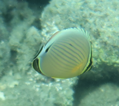 Chaetodon lunulatus