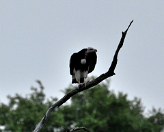 Trigonoceps occipitalis