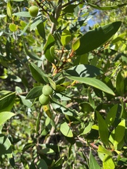 Persoonia stradbrokensis