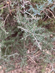 Condalia spathulata