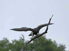 Trigonoceps occipitalis