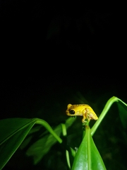 Dendropsophus