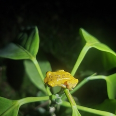 Dendropsophus