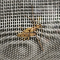 Achryson surinamum