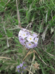 Heliotropium phylicoides