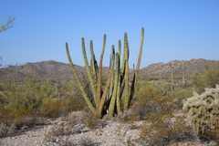 Stenocereus thurberi