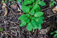Alstroemeria psittacina