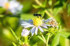 Lasioglossum coeruleum