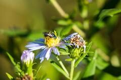 Lasioglossum coeruleum