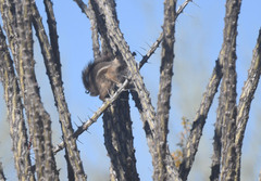 Ammospermophilus harrisii