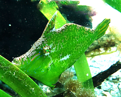 Paxman's Leatherjacket photo 3