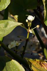 Sagittaria montevidensis