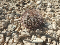 Ferocactus emoryi