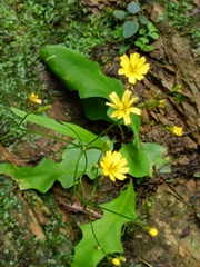 Ixeridium laevigatum