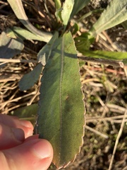 Grindelia integrifolia