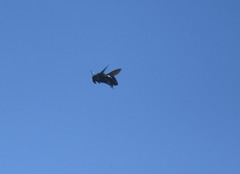 Xylocopa californica arizonensis
