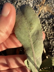 Grindelia integrifolia
