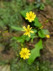 Ixeridium laevigatum