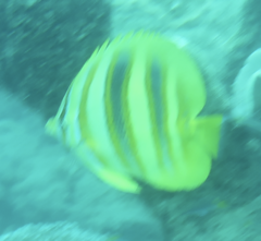 Chaetodon rainfordi