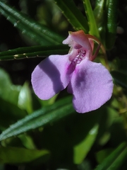 Impatiens pallidiflora