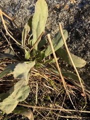 Grindelia integrifolia