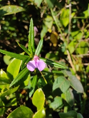 Impatiens pallidiflora