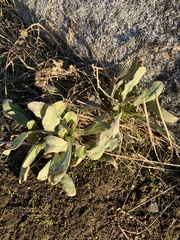 Grindelia integrifolia