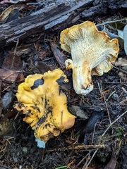 Cantharellus cascadensis