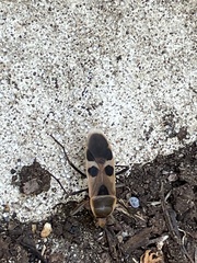 Physopelta gutta gutta