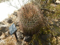 Ferocactus emoryi