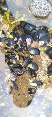 Xenostrobus neozelanicus