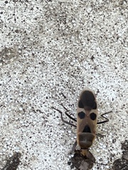 Physopelta gutta gutta