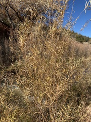 Salix exigua