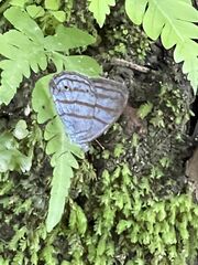 Cepheuptychia glaucina